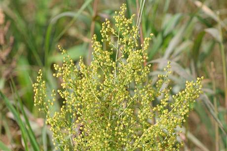 Artemisia annua, sladk pelynk ron